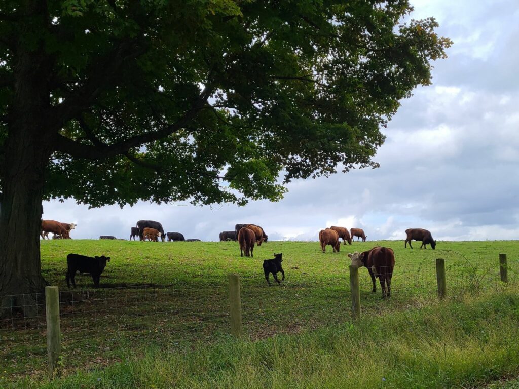 A field with cows under a tree