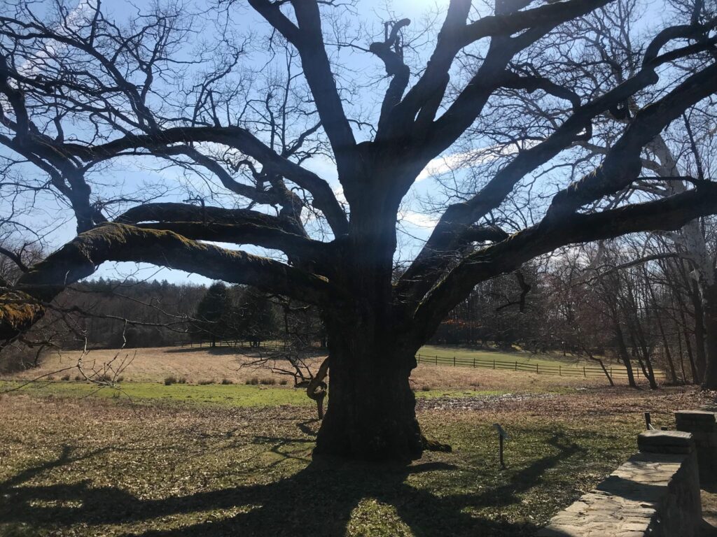 The Old Bedford Oak Tree 