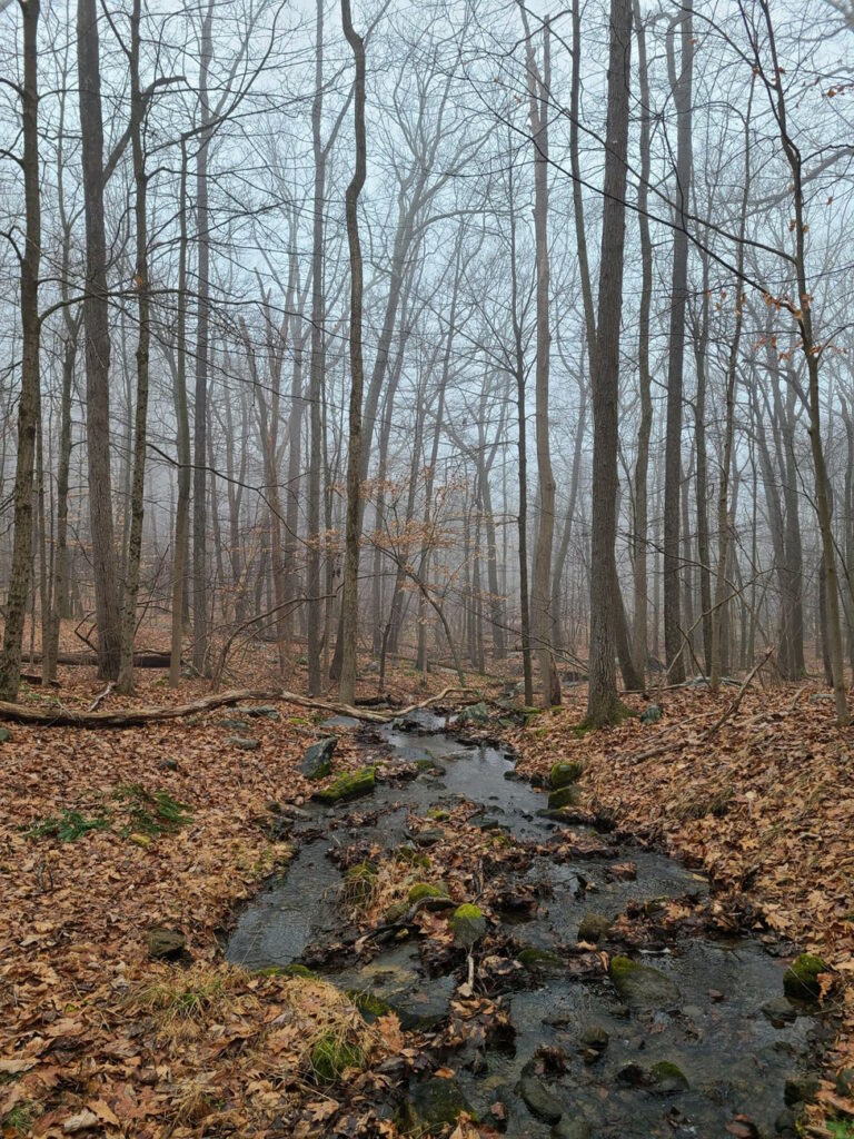 Mountain Lakes Park. View from a small foot bridge on one of the trails.